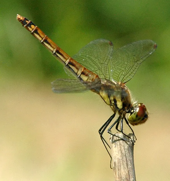 Libélula Parda Deprimida