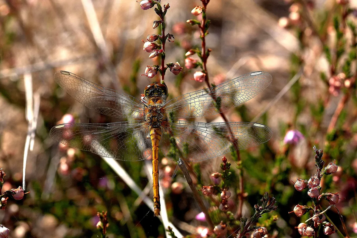 Libélula Parda Deprimida