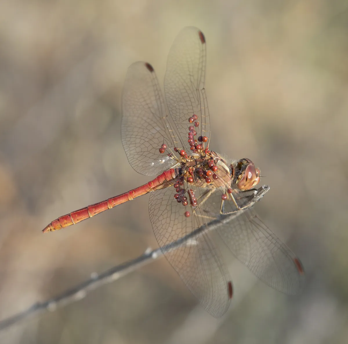 Sympetrum meridionale