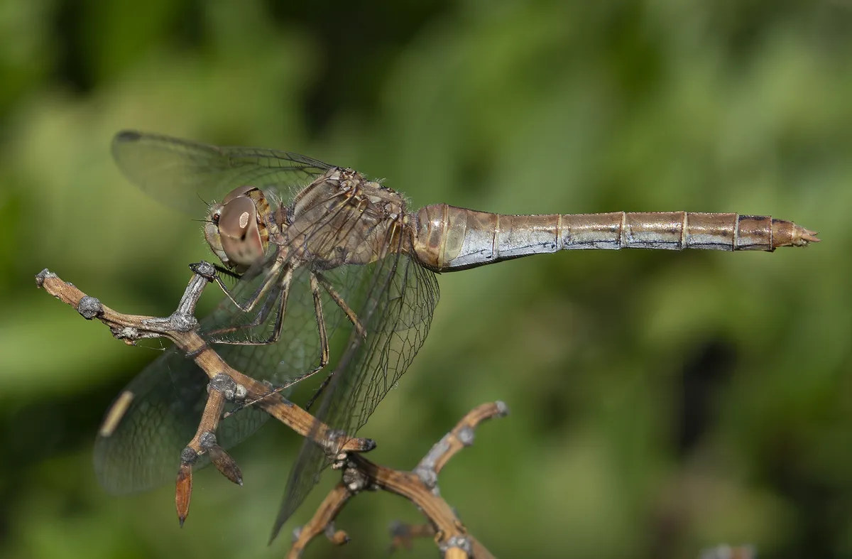 Southern Darter