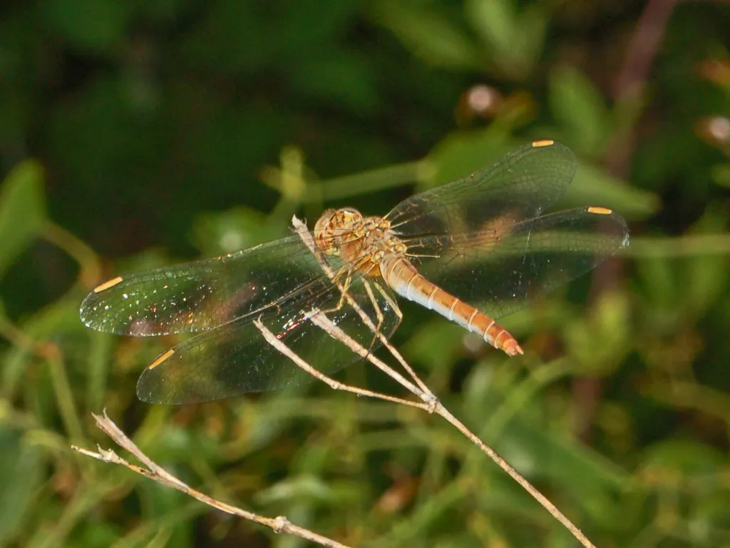 Southern Darter