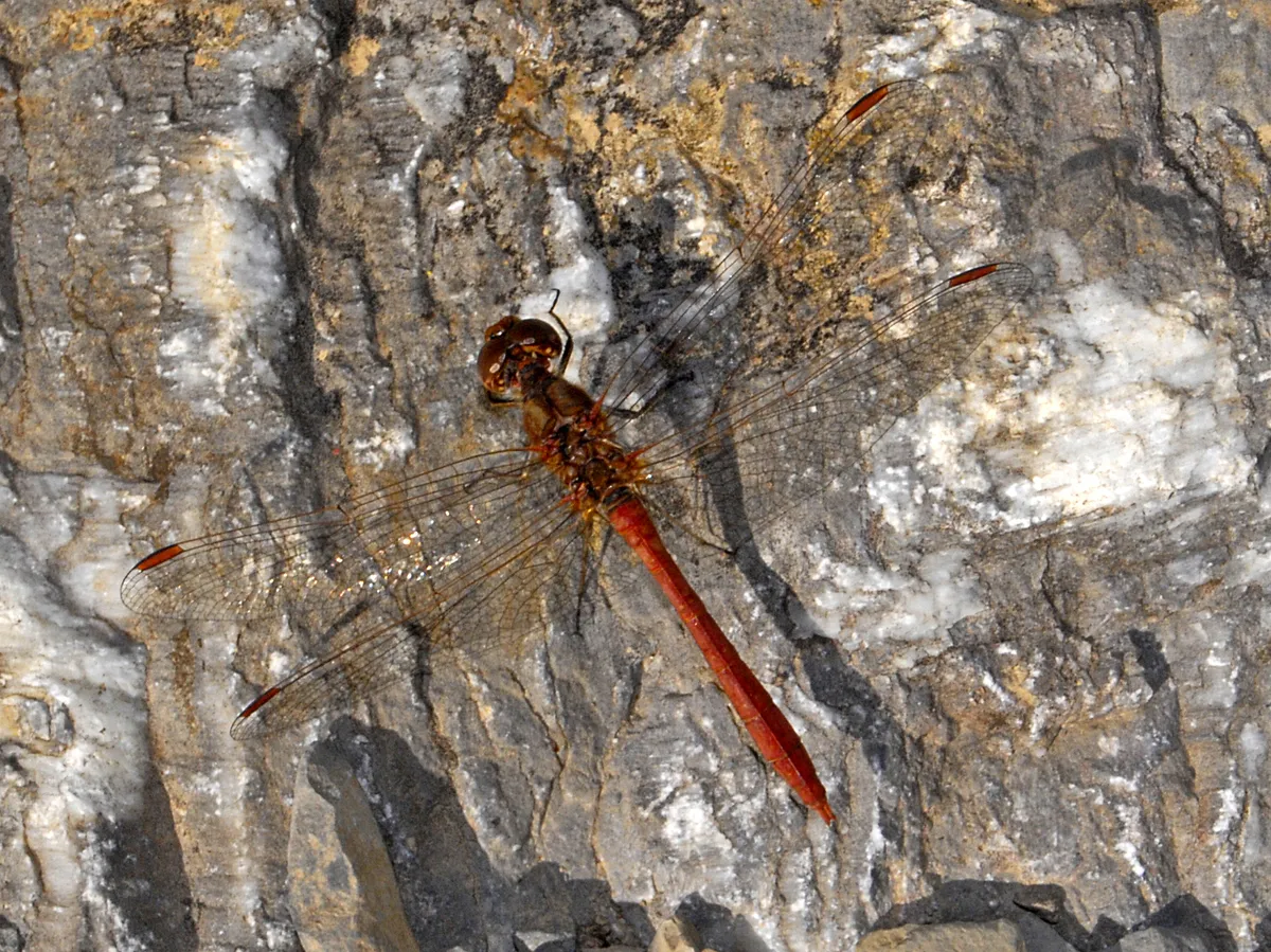 Southern Darter