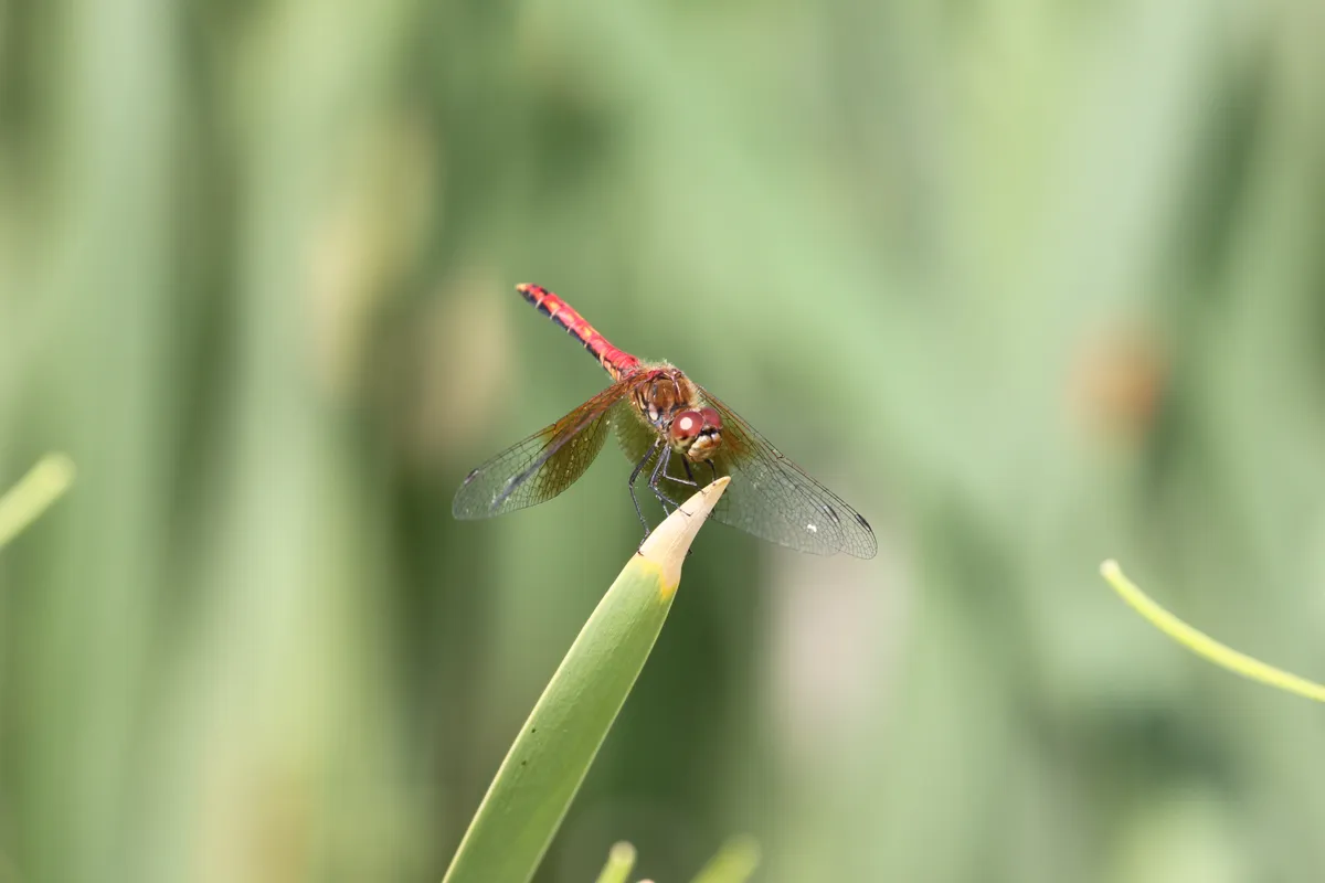 Sympetrum semicinctum