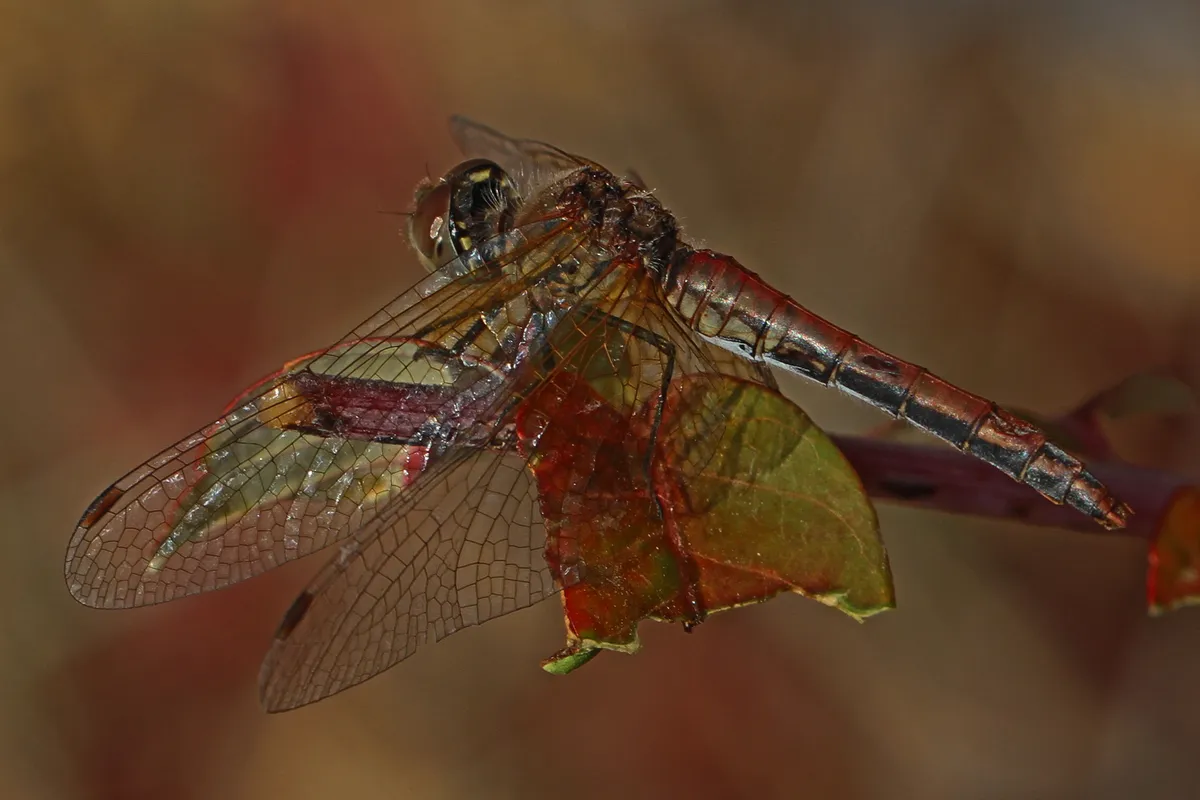 Band-winged Meadowhawk