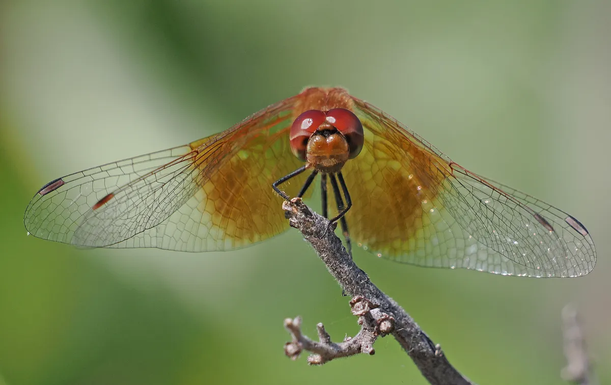 Band-winged Meadowhawk