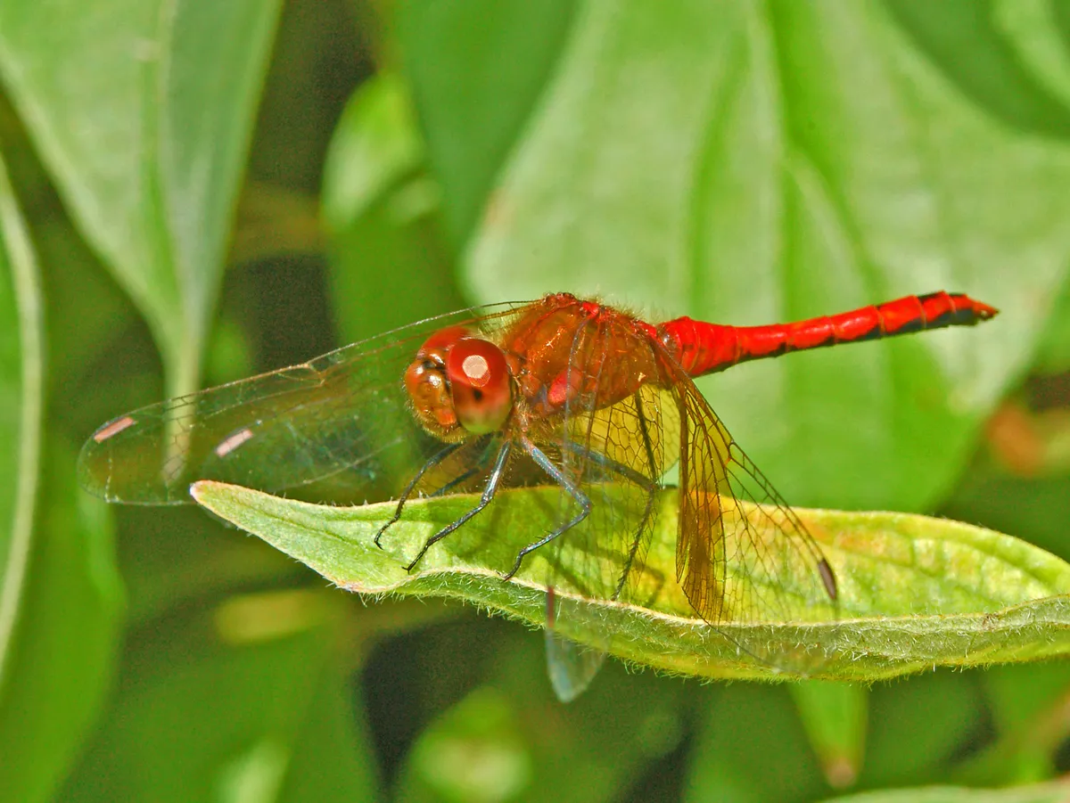 Band-winged Meadowhawk