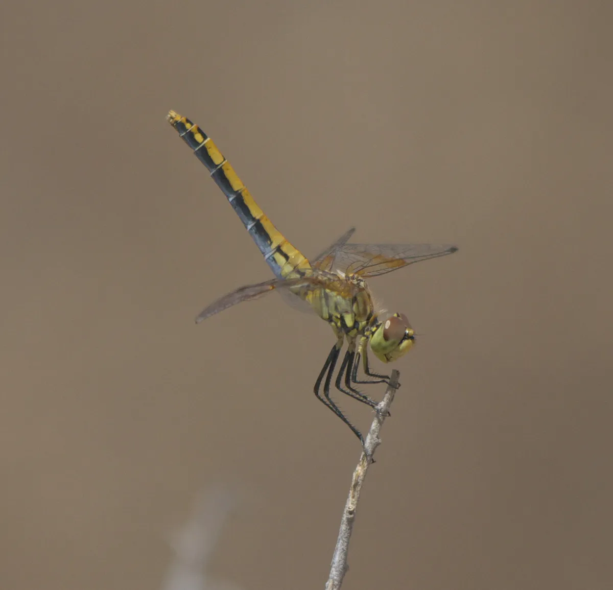 Band-winged Meadowhawk