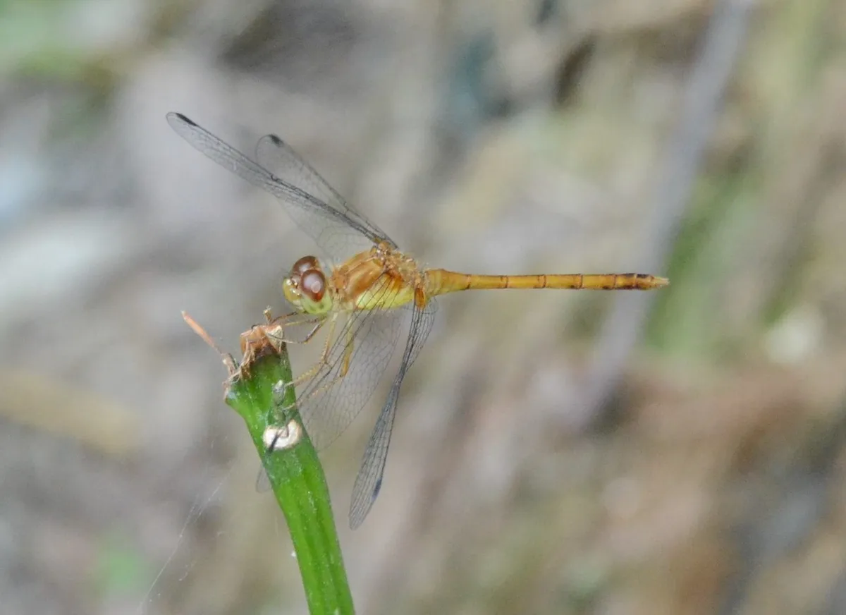 Autumn Meadowhawk
