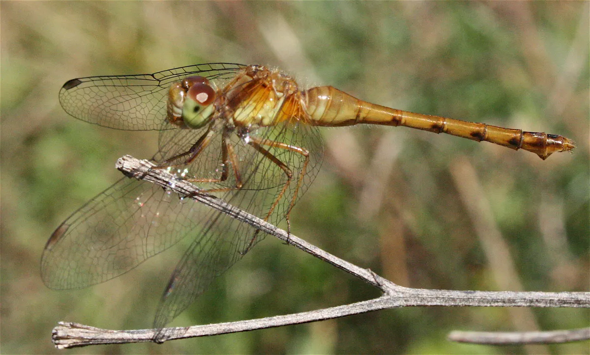 Autumn Meadowhawk