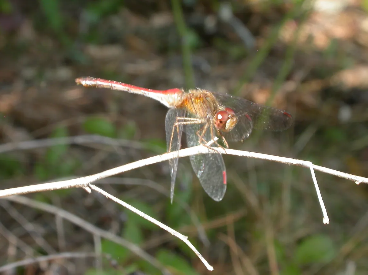 Autumn Meadowhawk