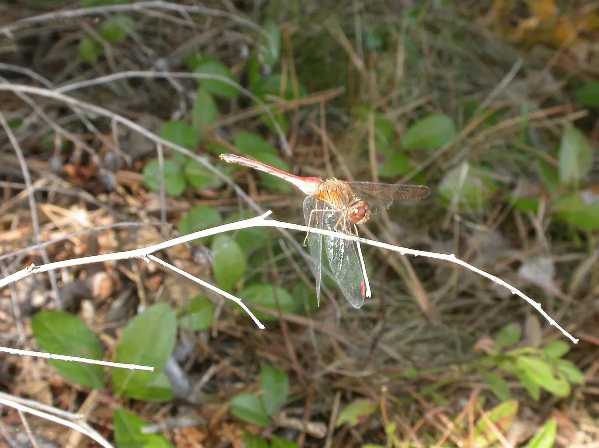 Autumn Meadowhawk