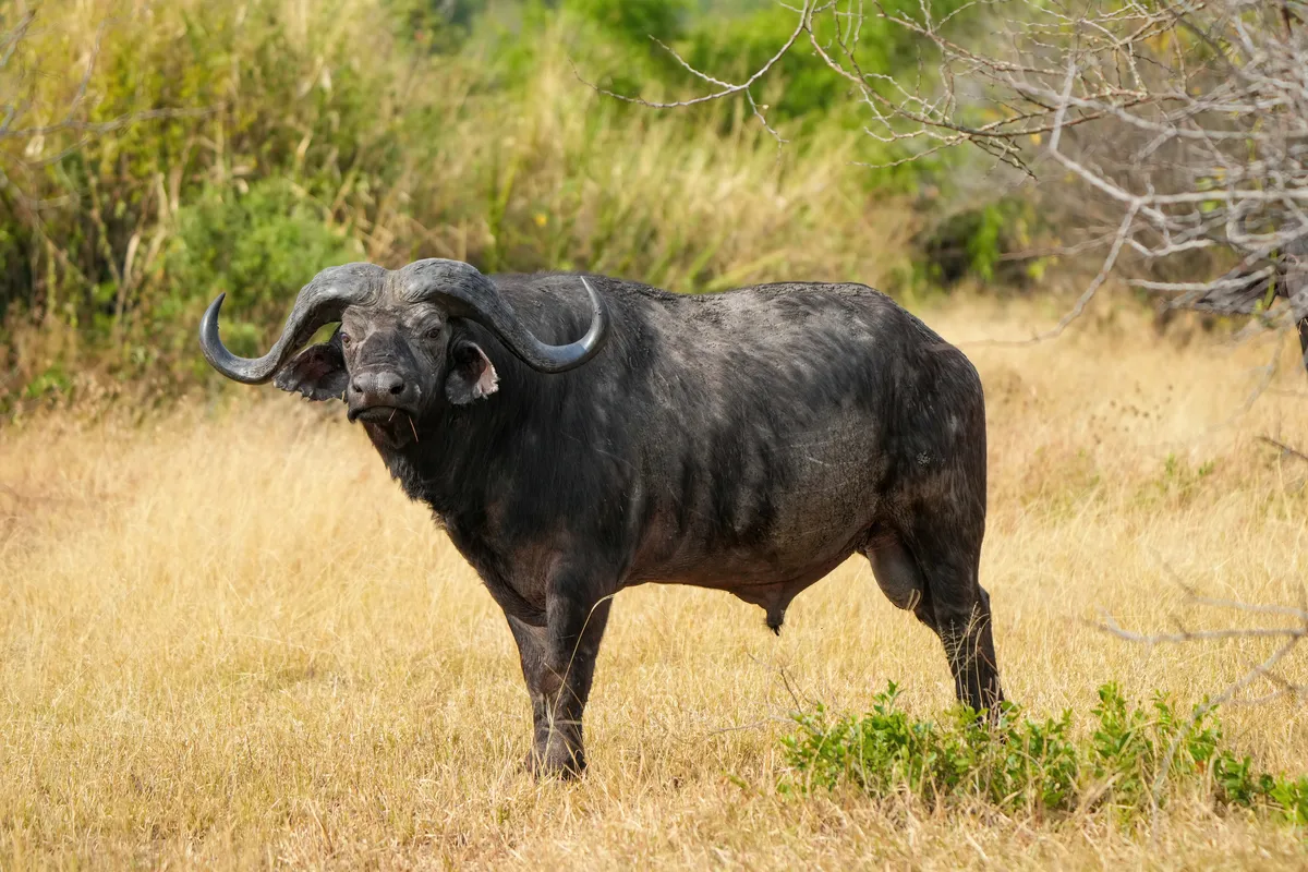 African buffalo