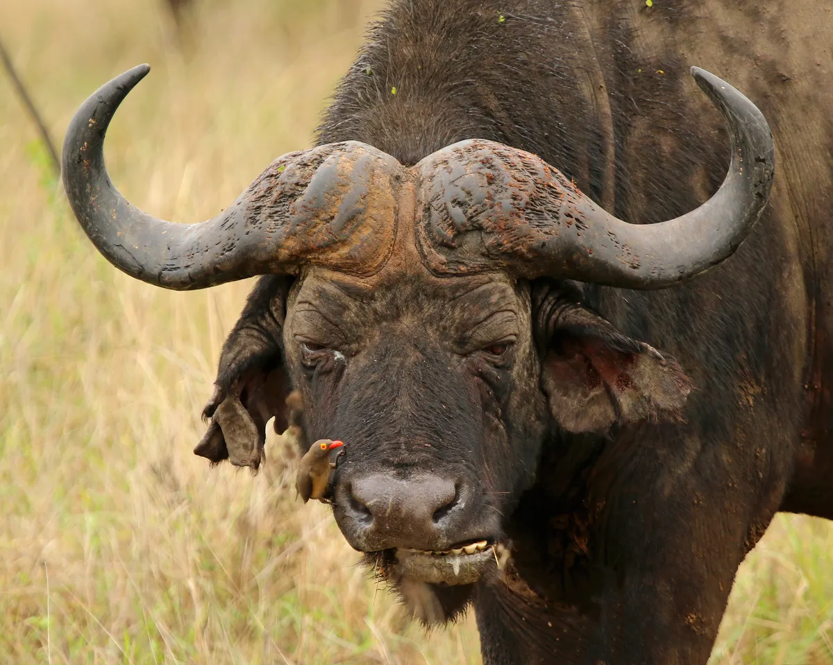 African buffalo