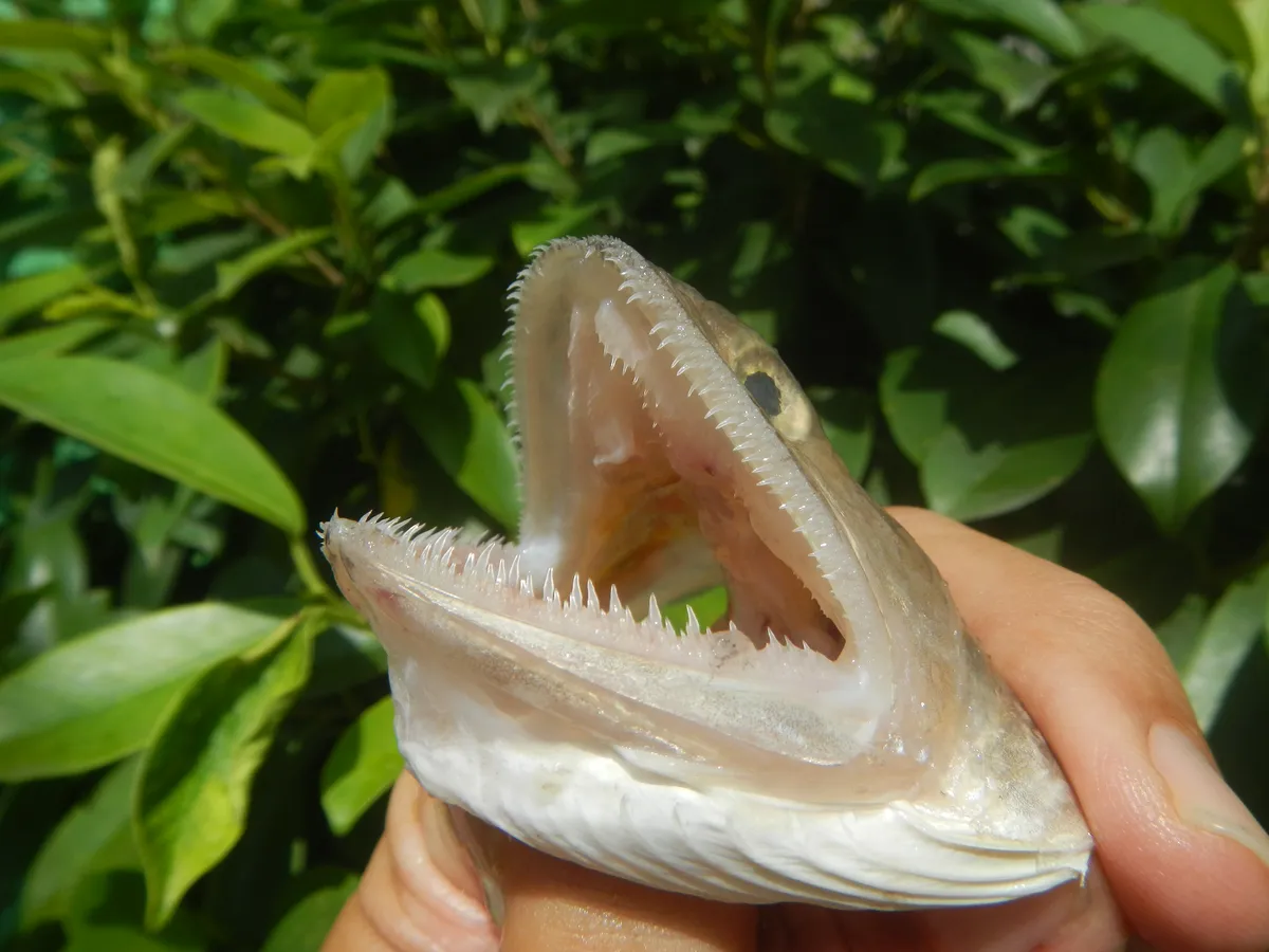 Pez Lagarto de Dos Puntos