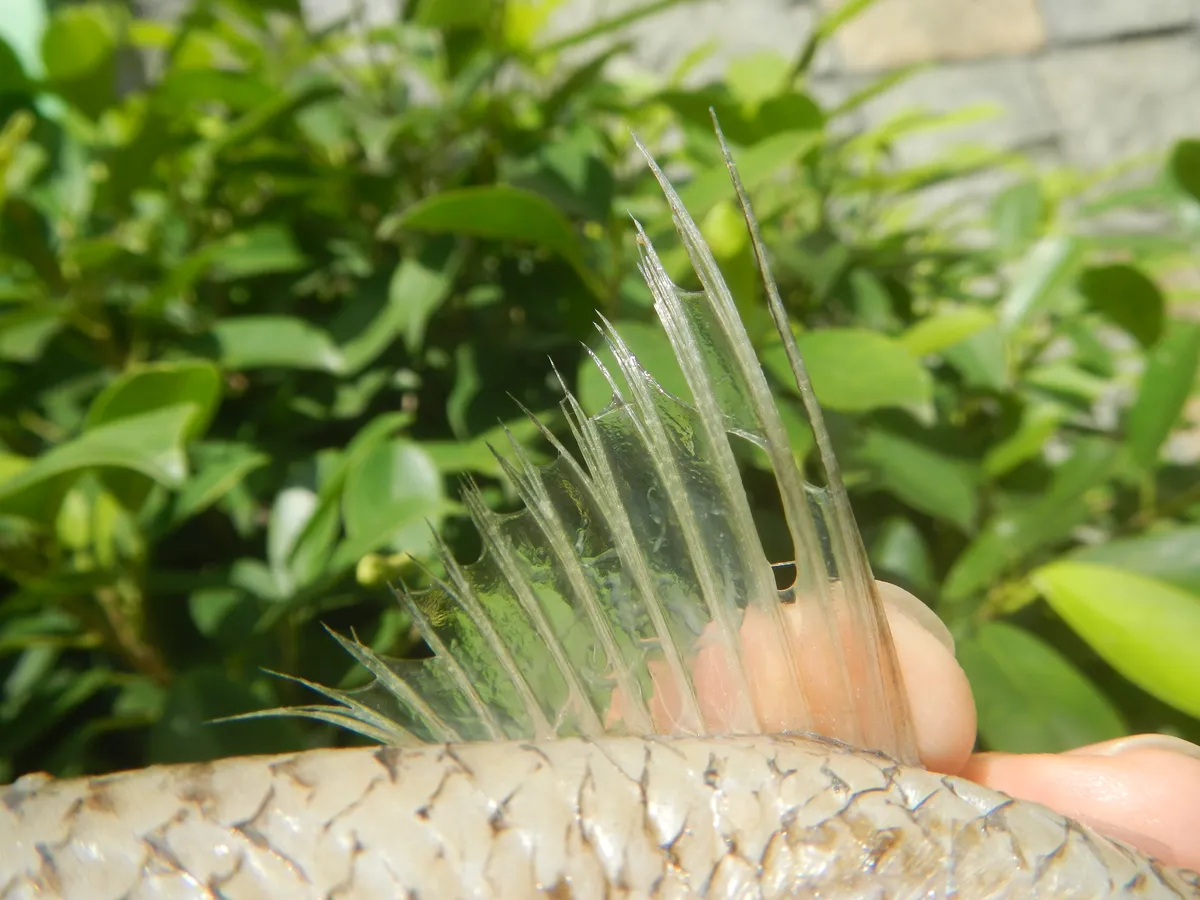 Pez Lagarto de Dos Puntos