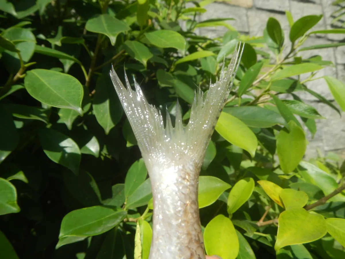 Pez Lagarto de Dos Puntos