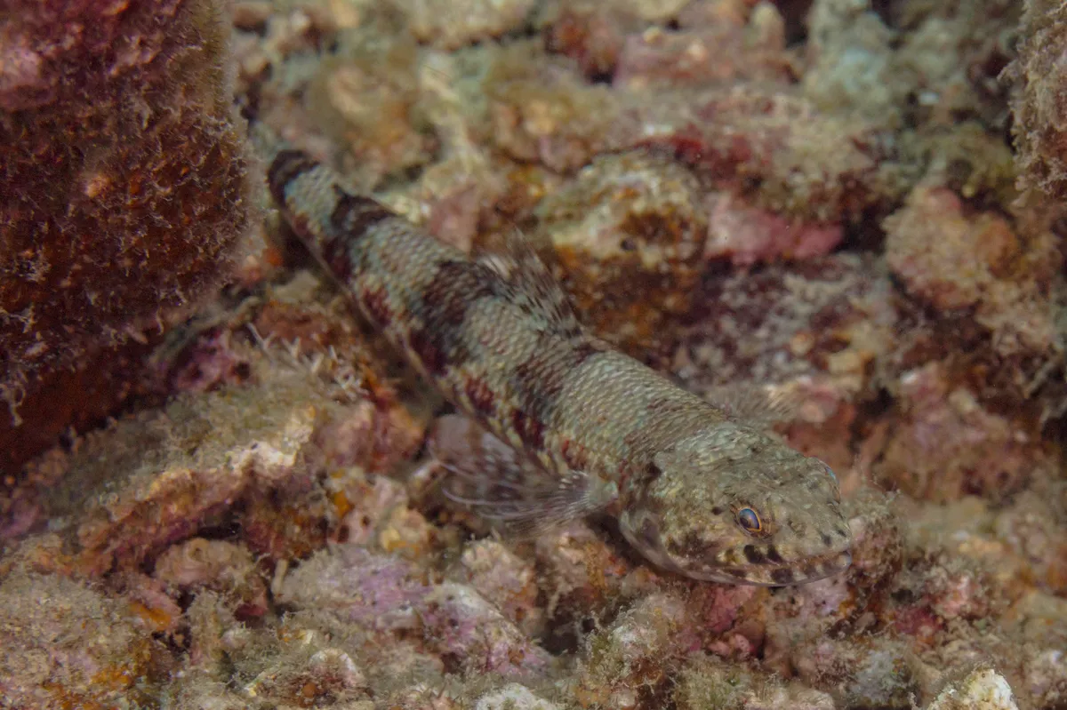 Pez Lagarto de Aleta Clara