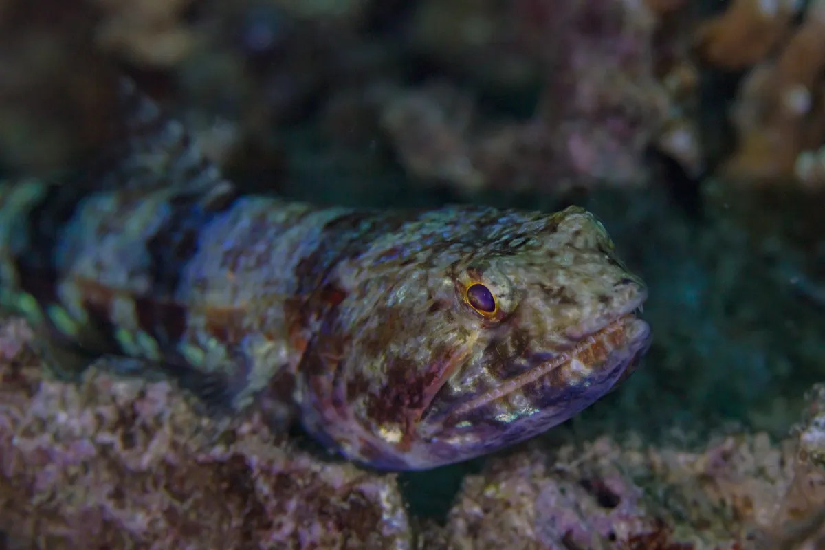 Pez Lagarto de Aleta Clara