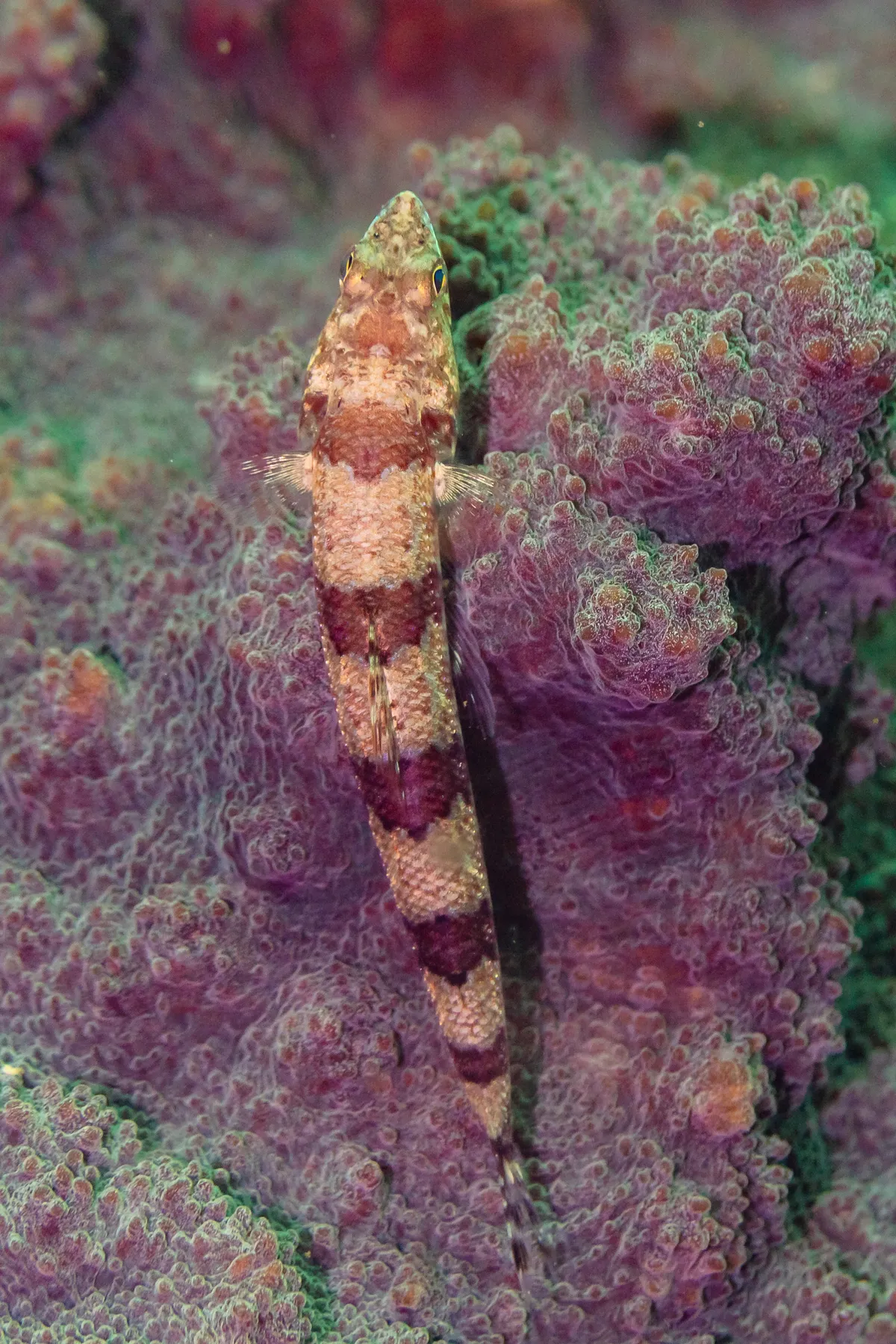 Pez Lagarto de Aleta Clara