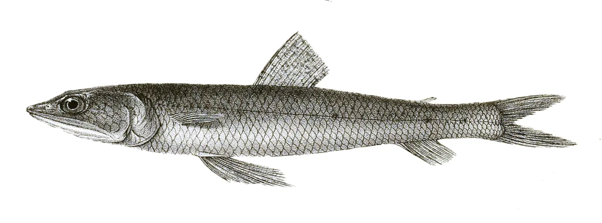Synodus indicus