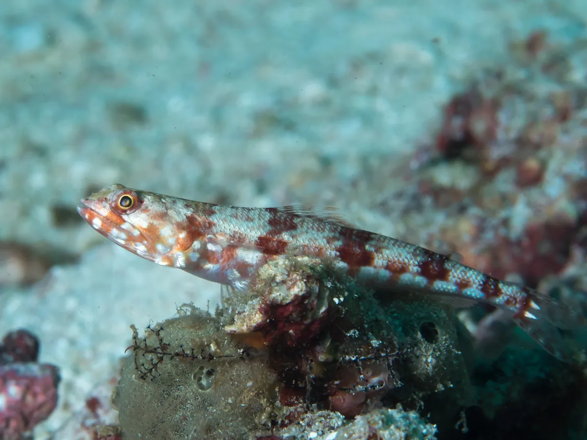 Indian Lizardfish