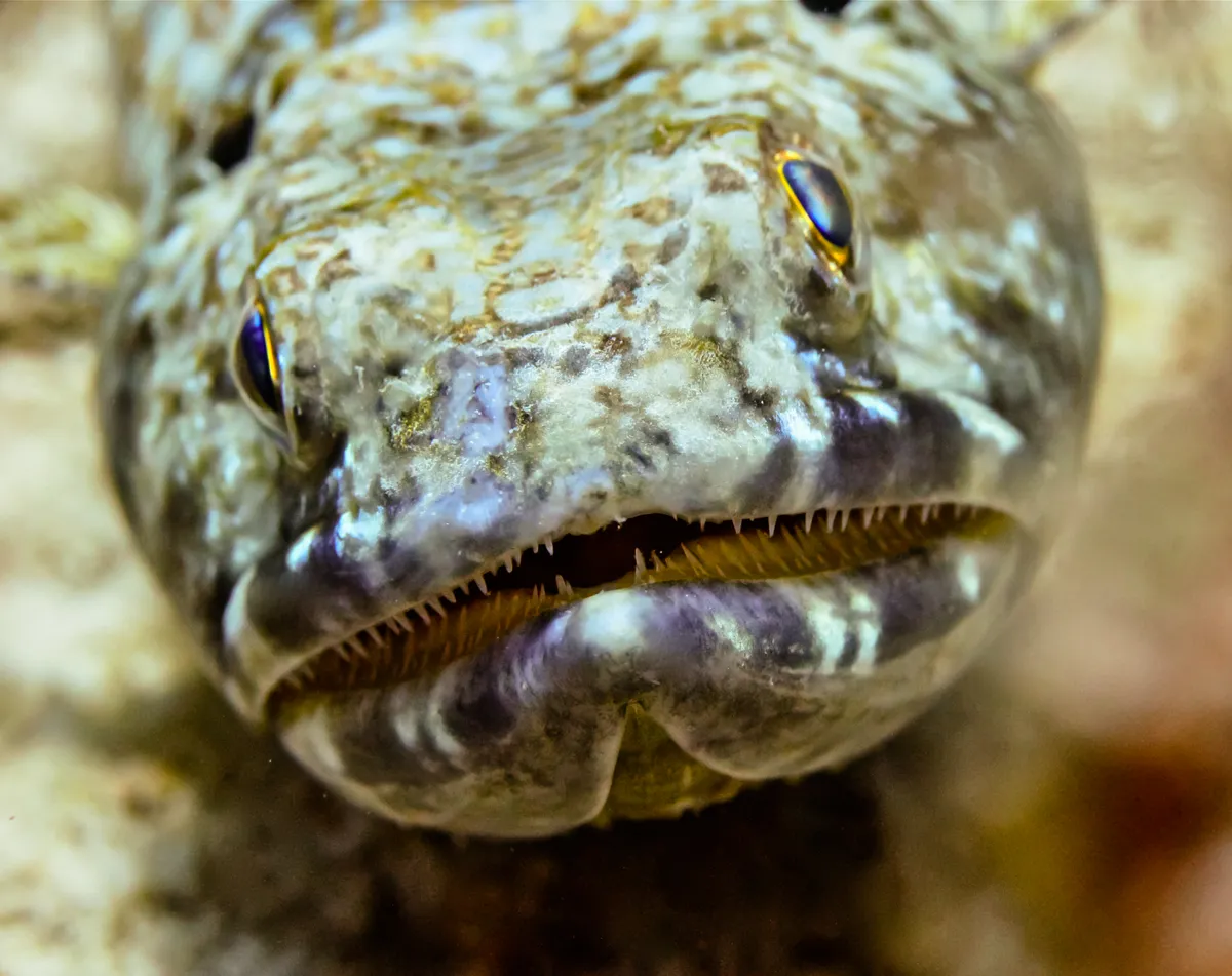 Pez lagarto de arena