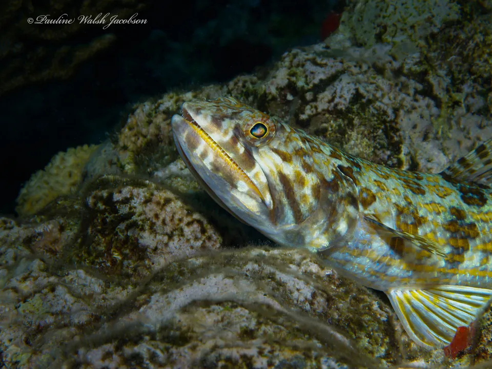 Pez lagarto de arena