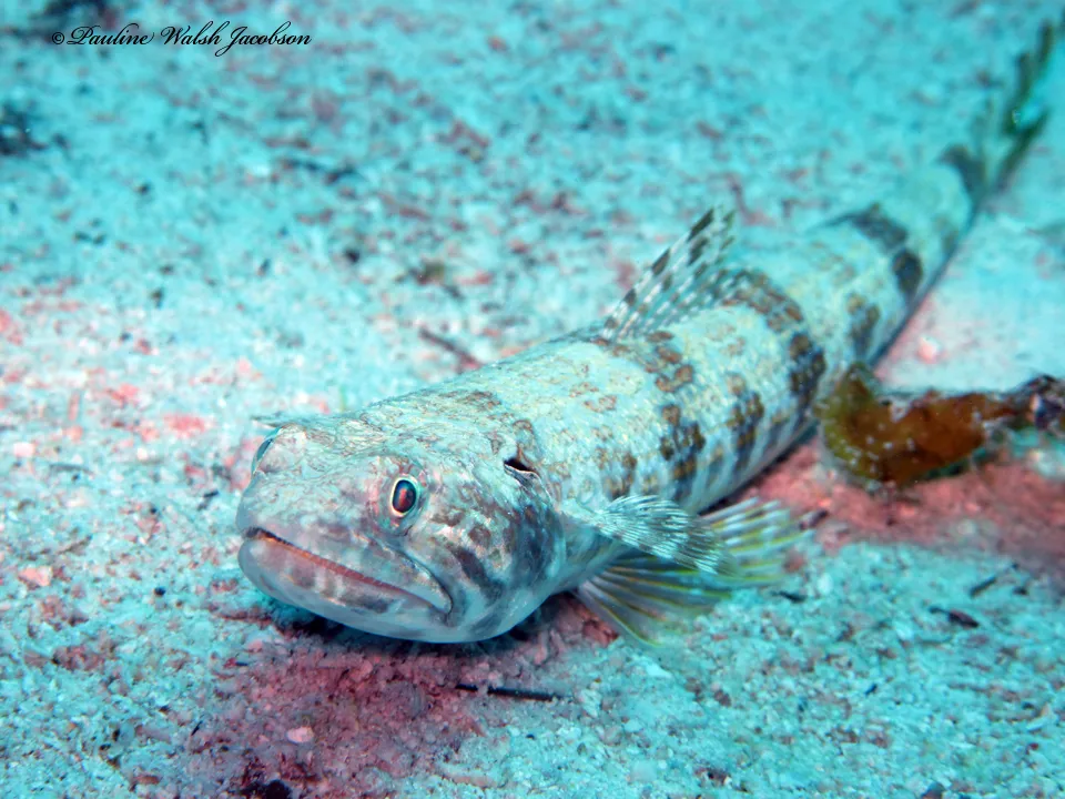 Pez lagarto de arena