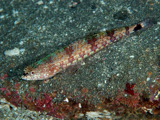 Blackblotch Lizardfish