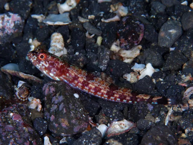 Blackblotch Lizardfish