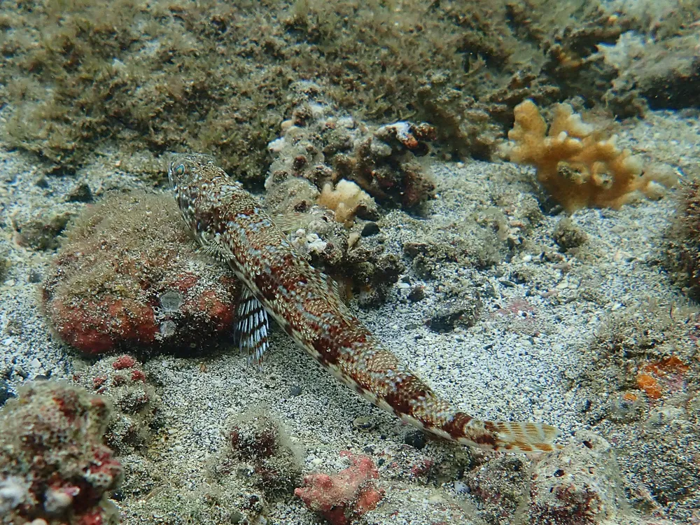 Calico Lizardfish