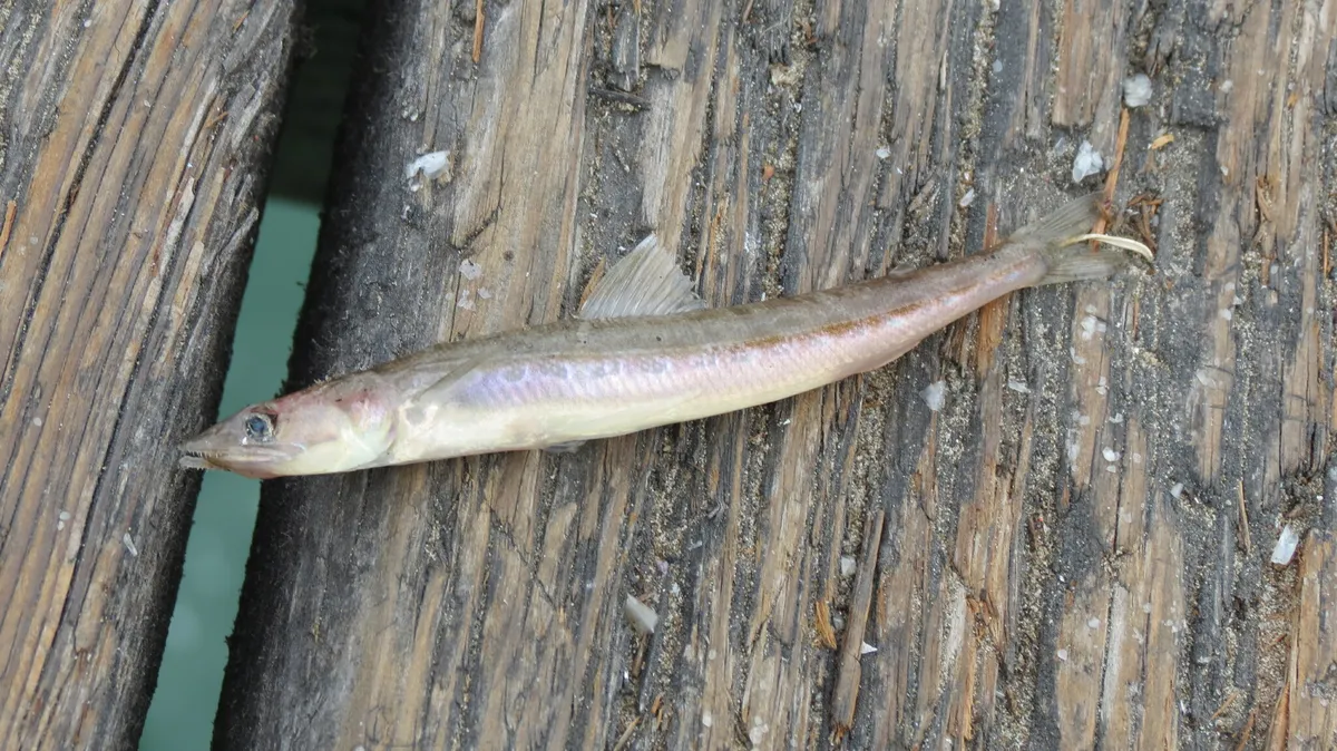 Pez Lagarto de California