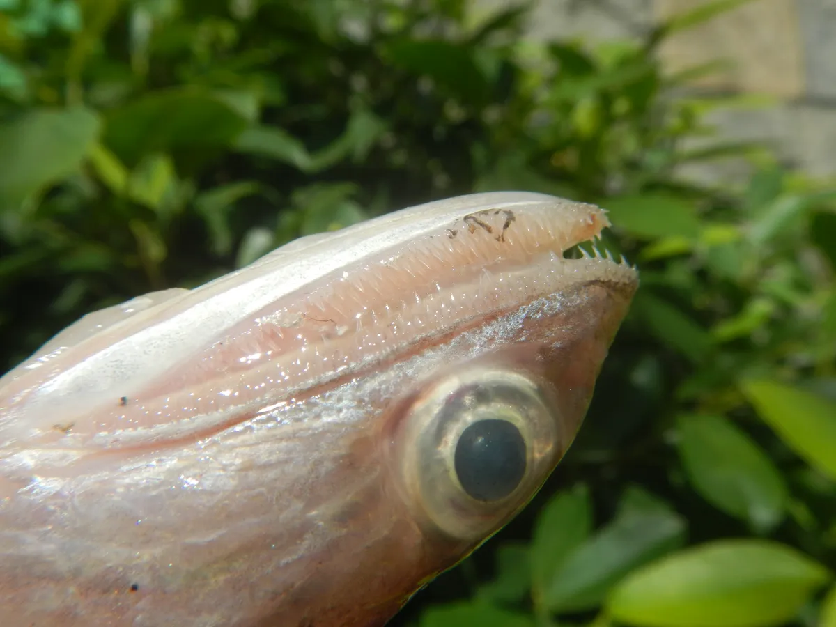 Blunt-nosed Lizardfish
