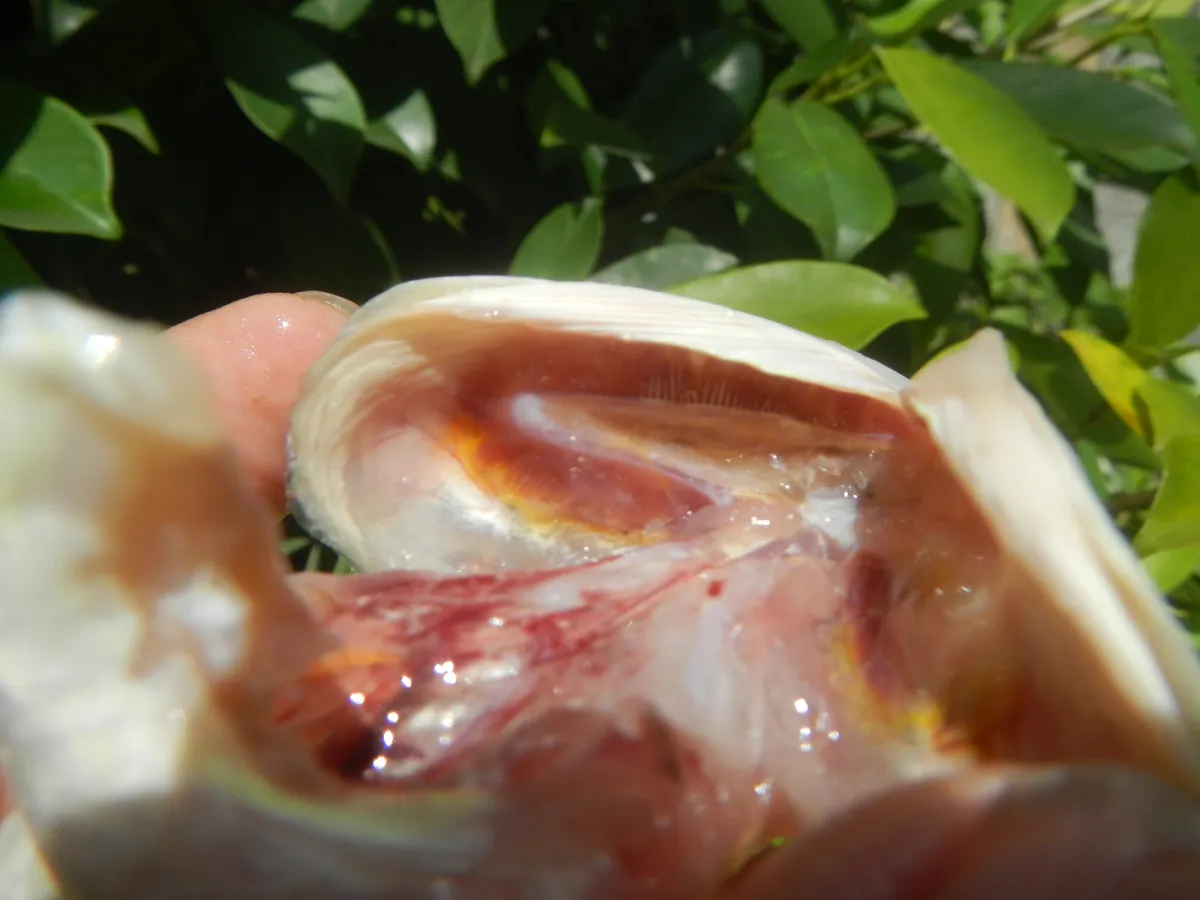 Blunt-nosed Lizardfish