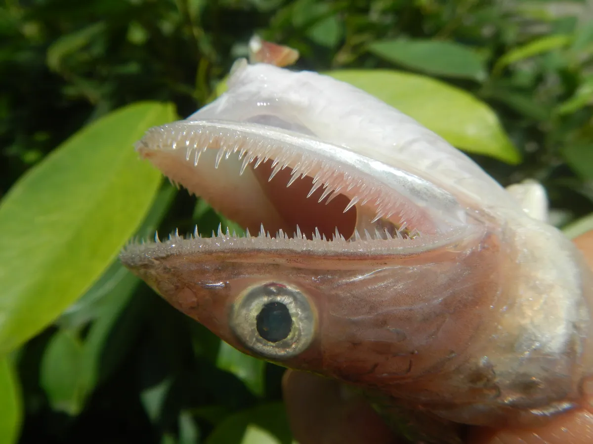 Blunt-nosed Lizardfish