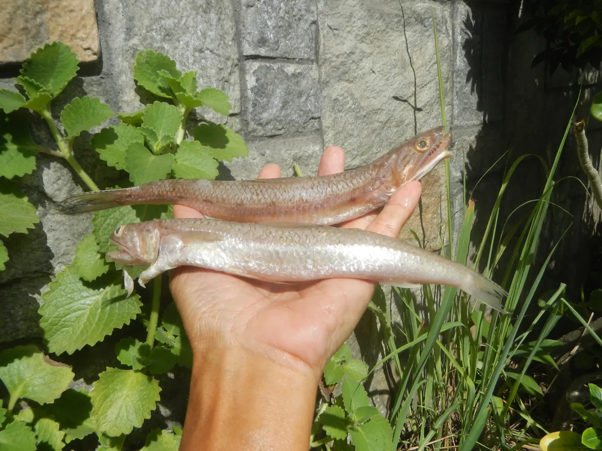 Blunt-nosed Lizardfish