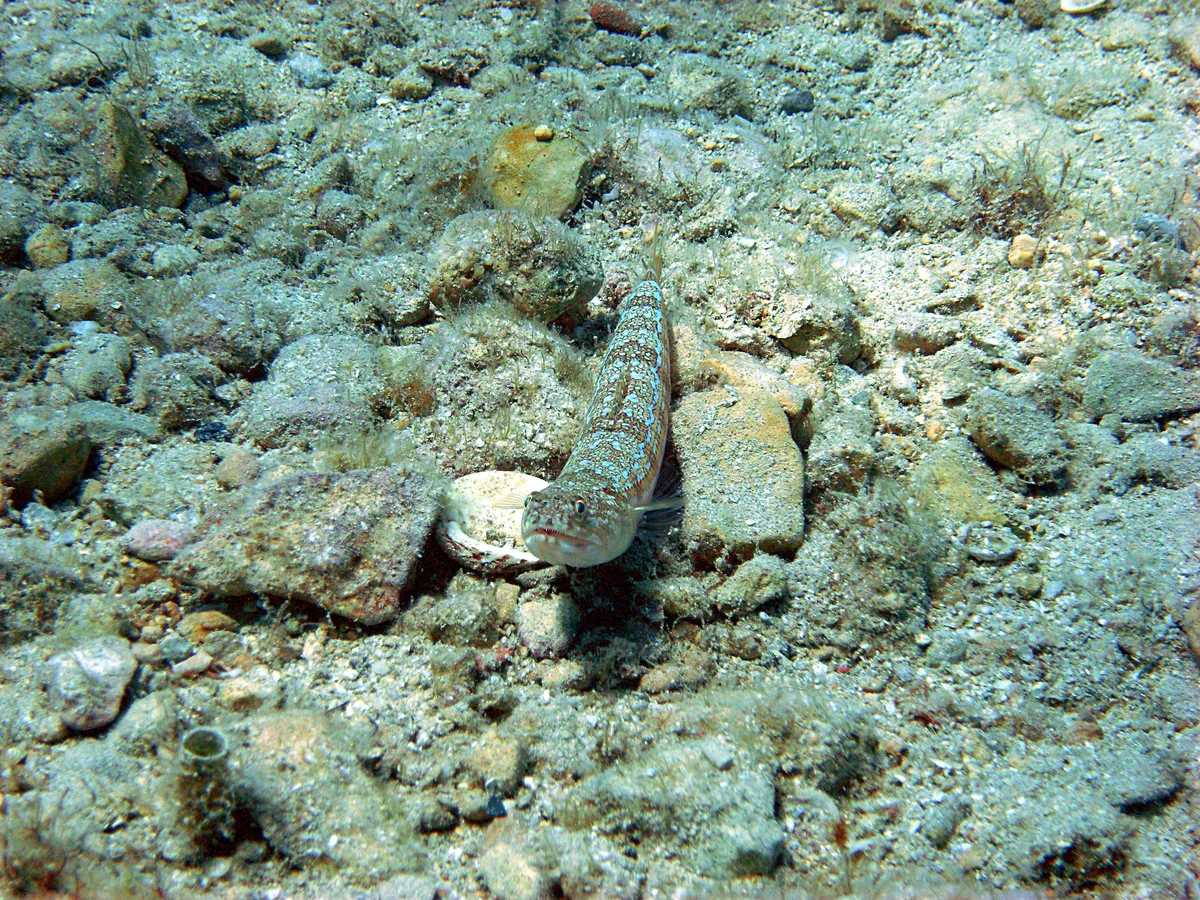 Synodus rubromarmoratus