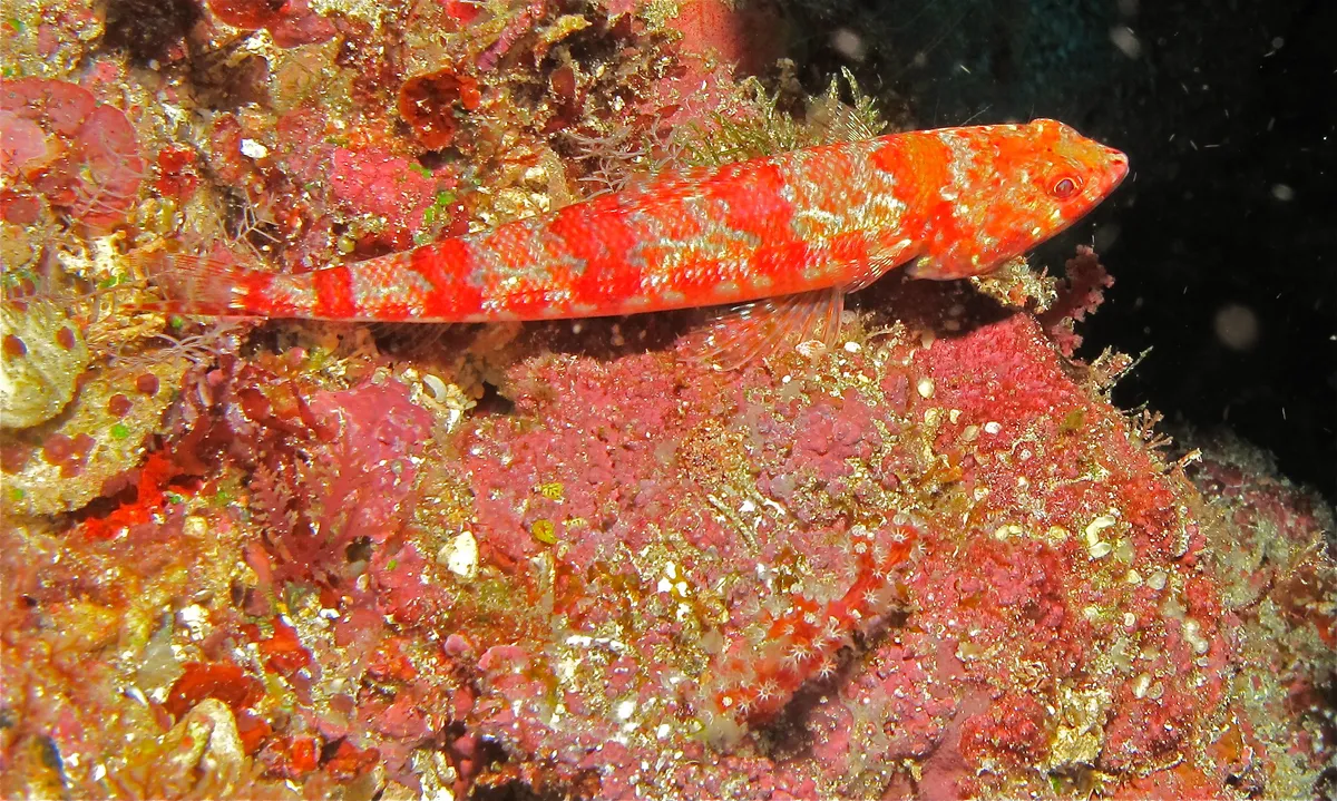 Redmarbled Lizardfish
