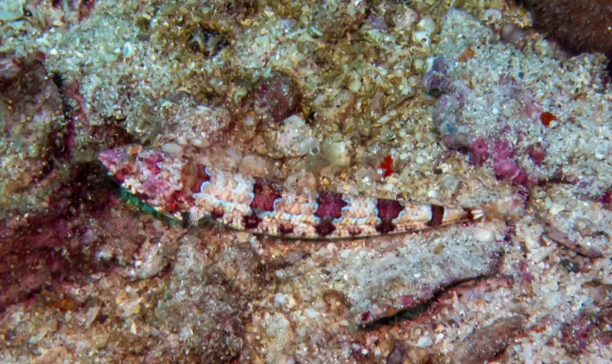 Redmarbled Lizardfish