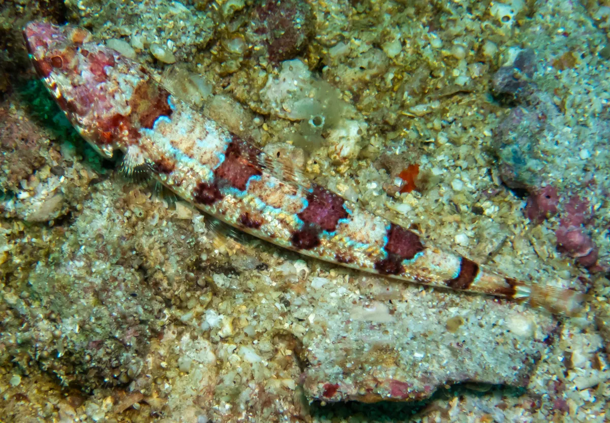 Redmarbled Lizardfish