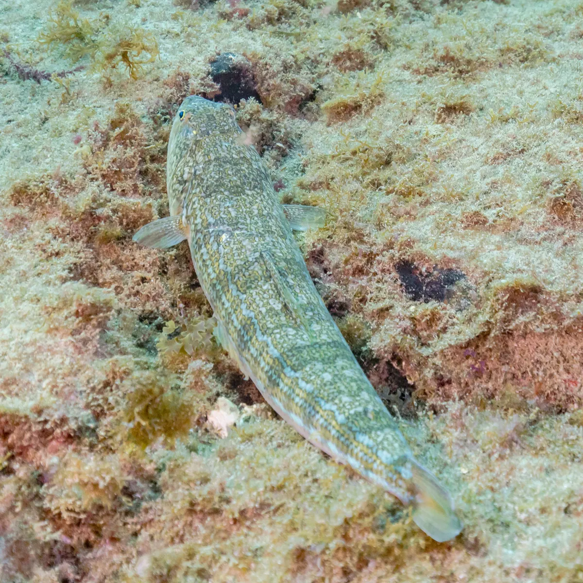 Atlantic Lizardfish