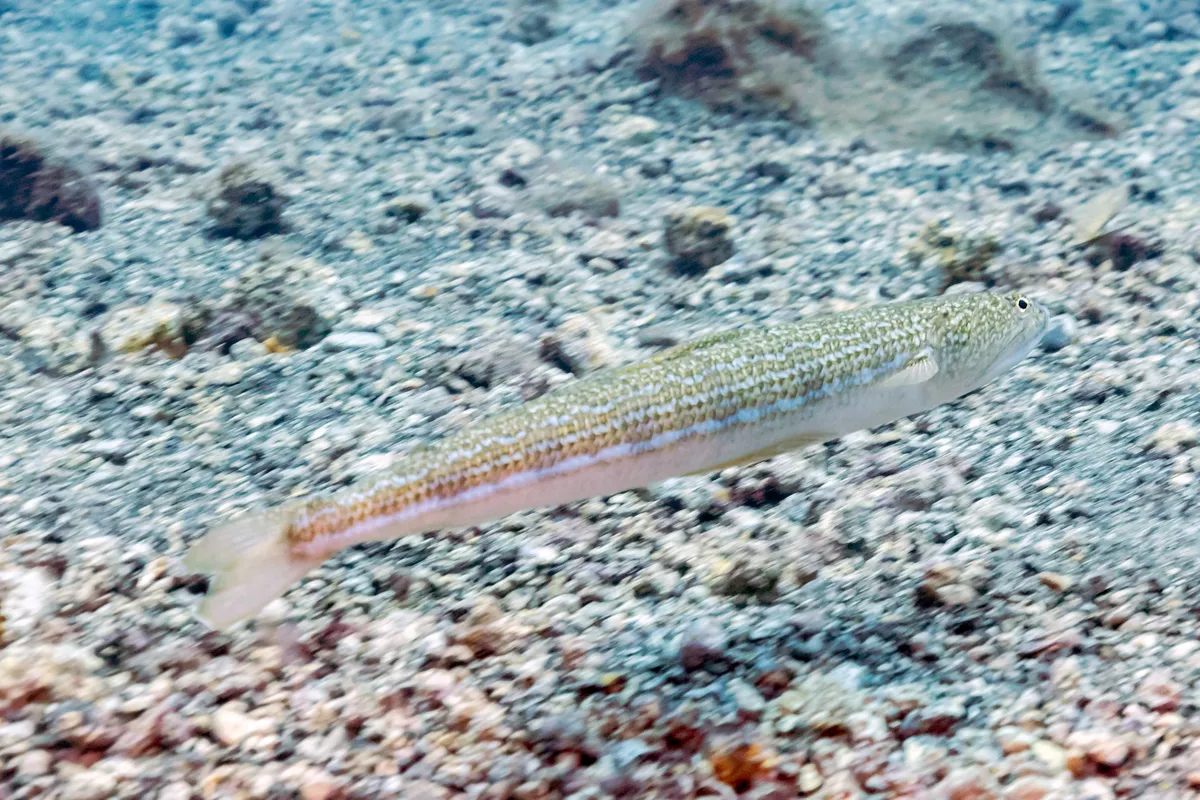 Atlantic Lizardfish