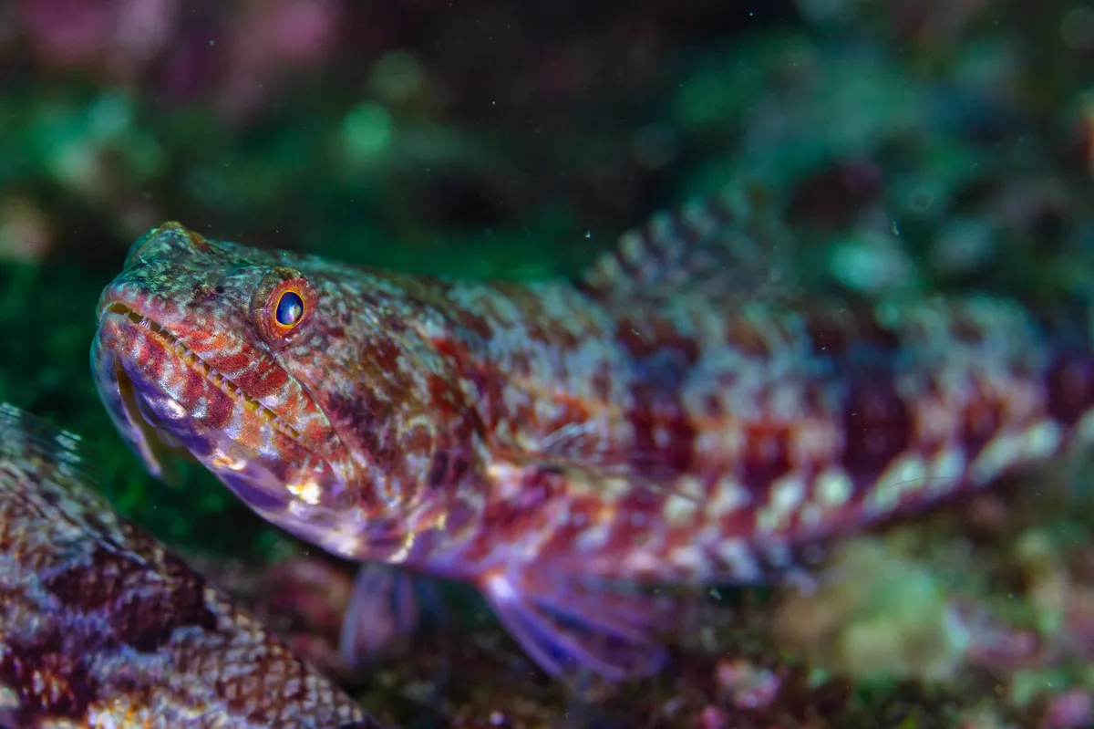 Pez Lagarto Diamante