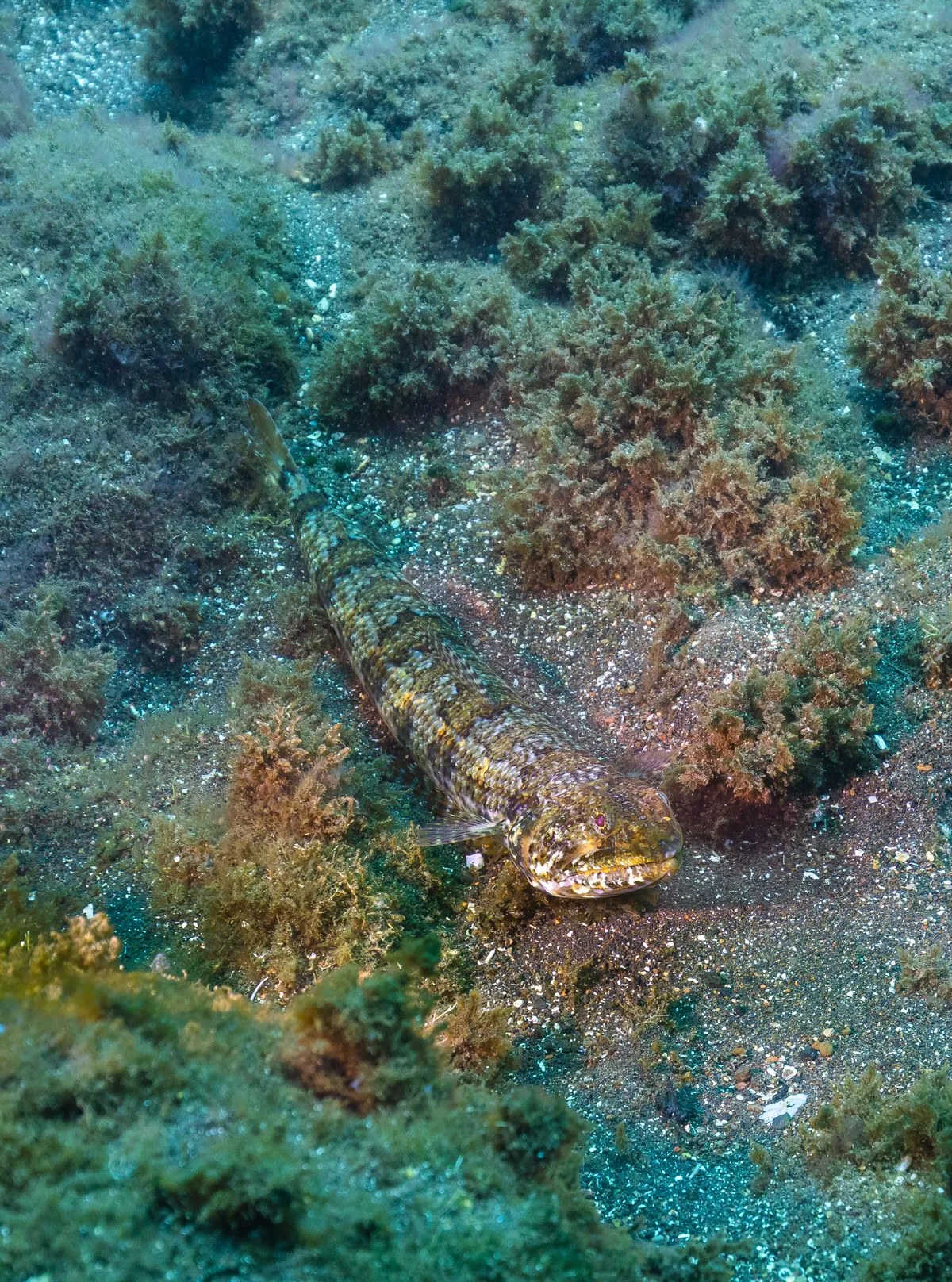 Pez Lagarto Diamante