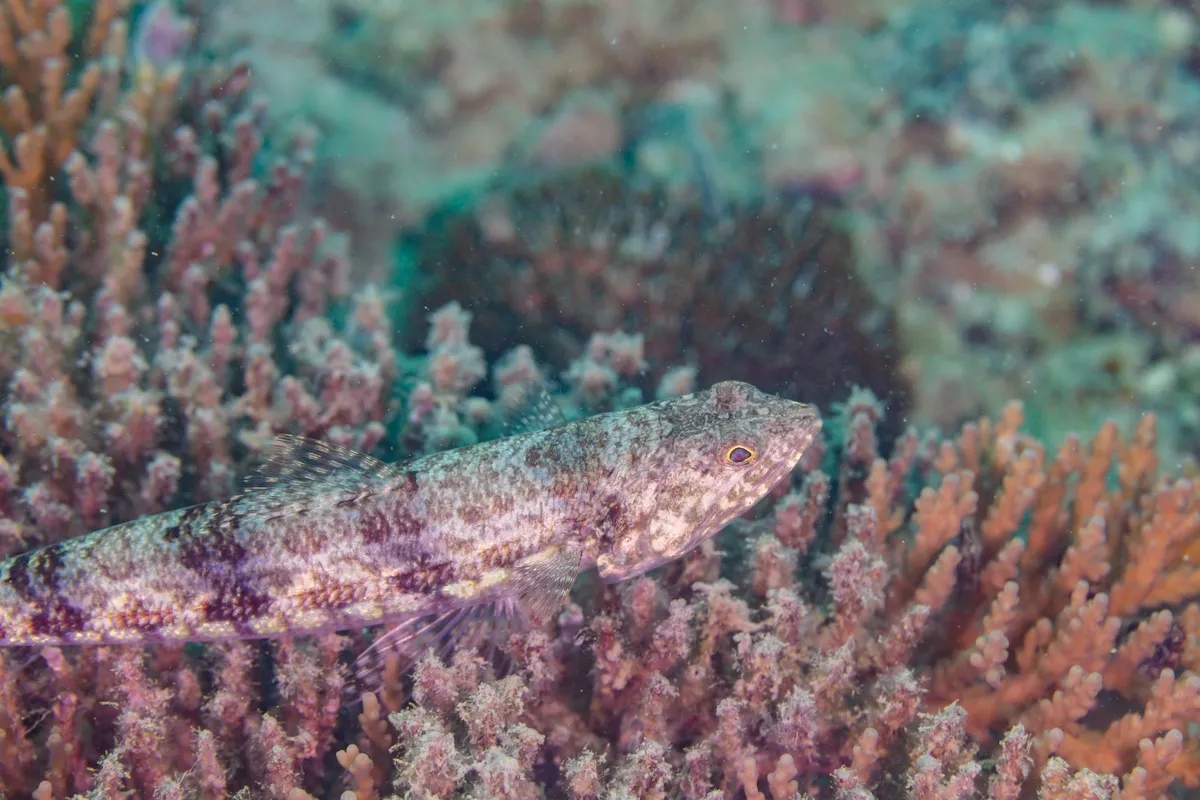 Variegated Lizardfish