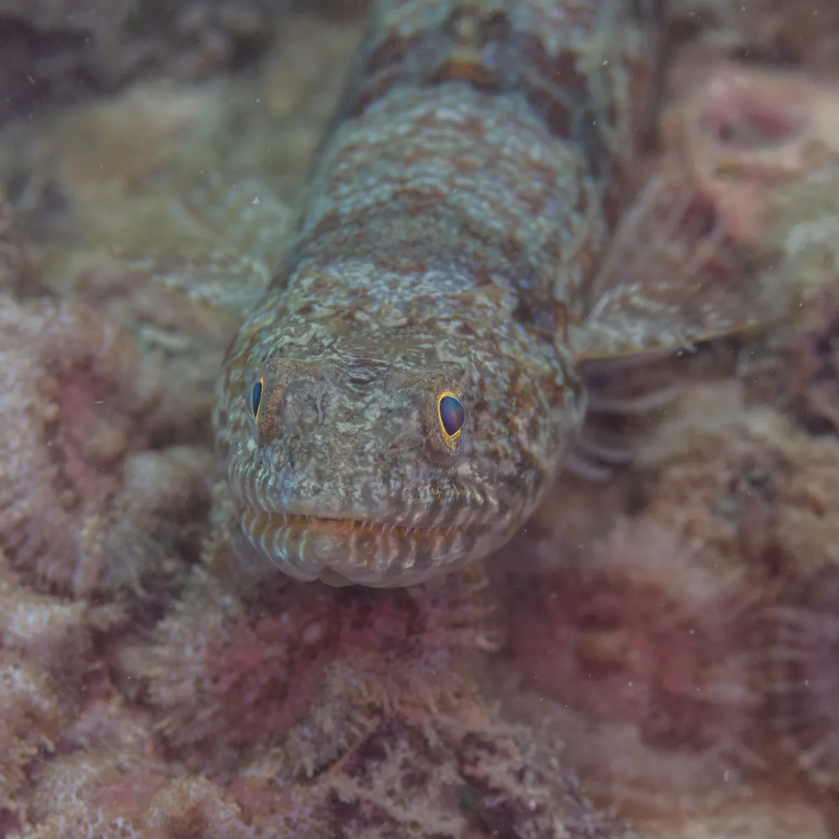 Variegated Lizardfish