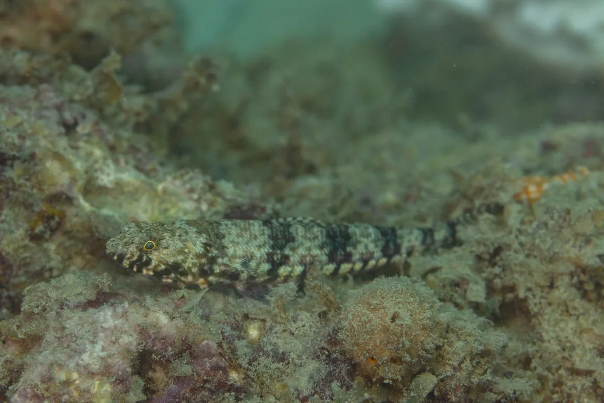 Variegated Lizardfish