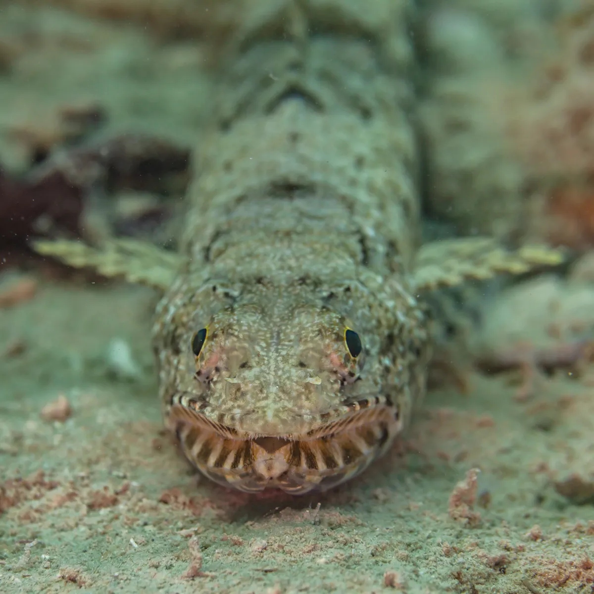 Variegated Lizardfish