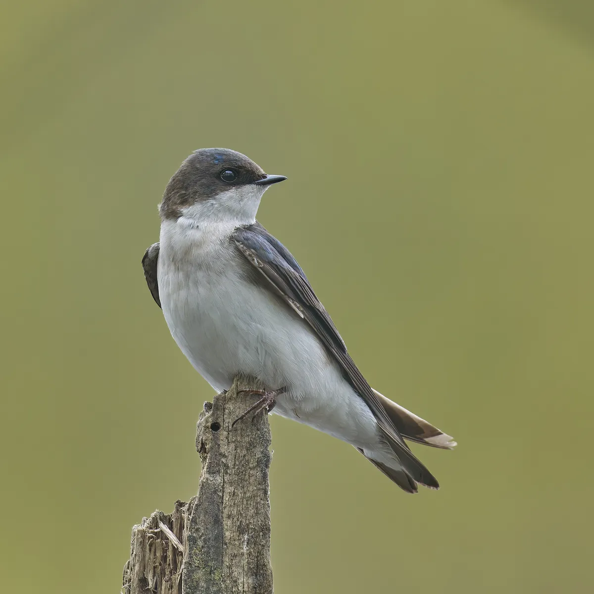 Tree Swallow