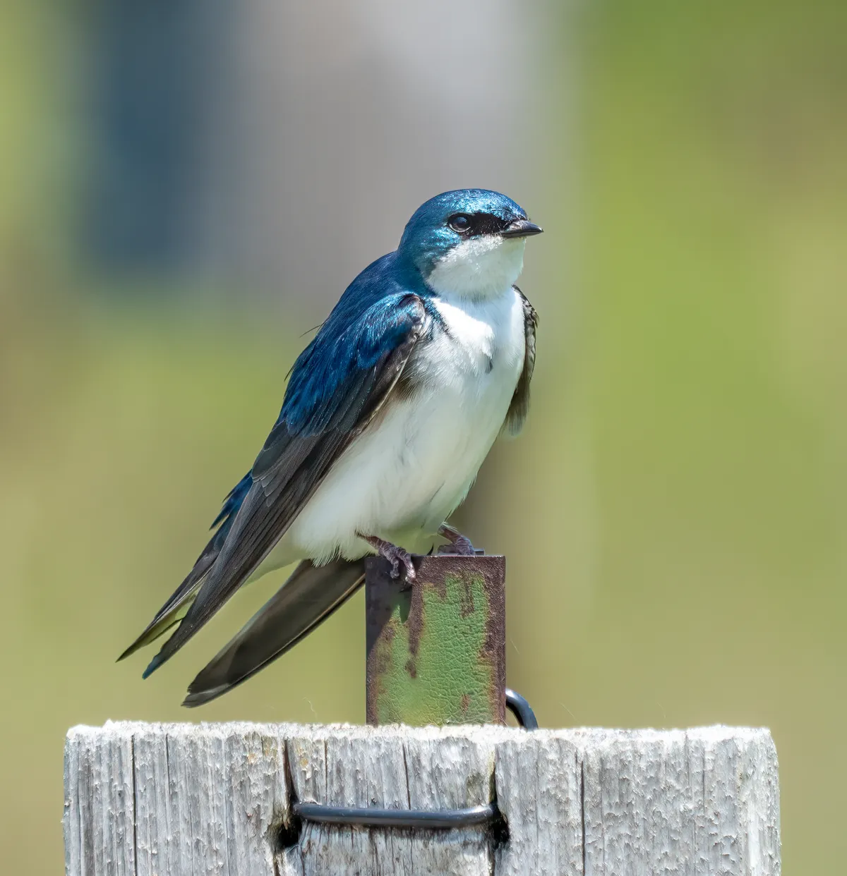 Tree Swallow